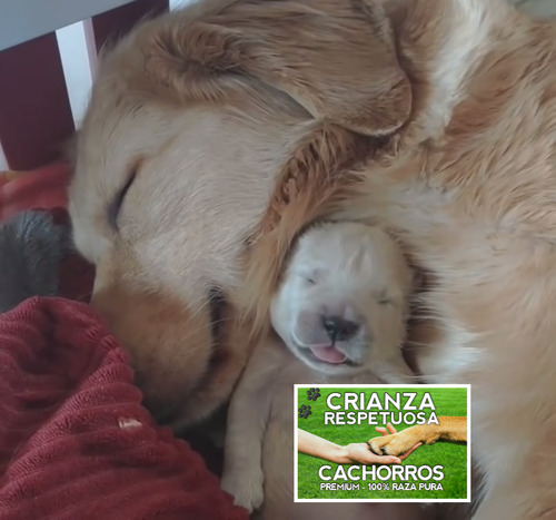 Hermosisimas Golden 100% Puras Crianza Respetuosa Cachorros.