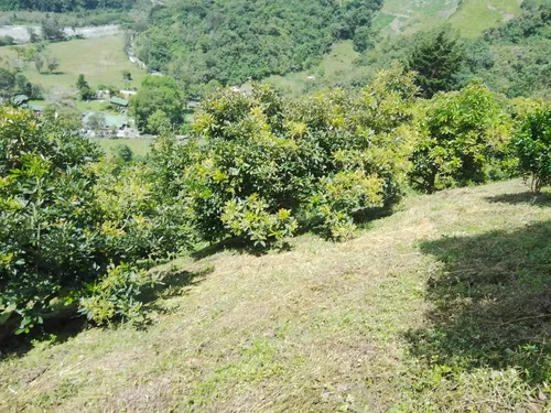 Finca Via Juntas - Ibagué