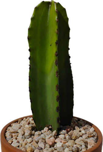 Cactus Euphorbia Ingens. Cactus Candelabro. De Colección