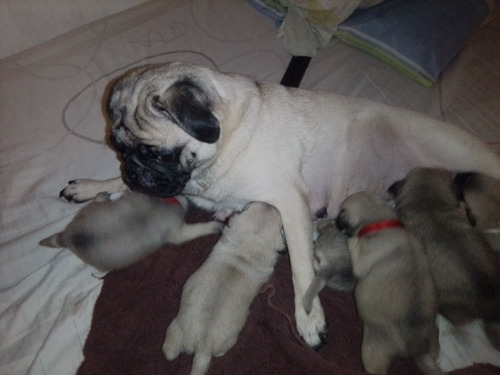 Imagen 4 de 9 de Cachorros Pug Carlinos
