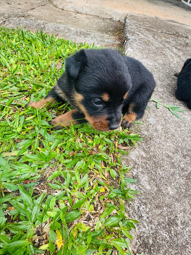 Vendo Hottweiler (filhote)