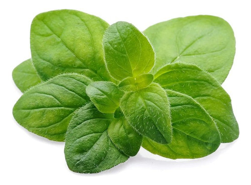 Bandeja Plantines Oregano