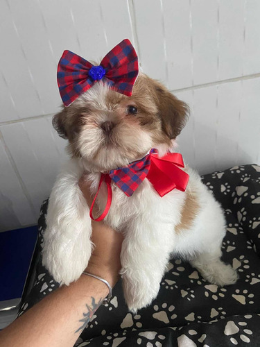 Filhote De Shih Tzu