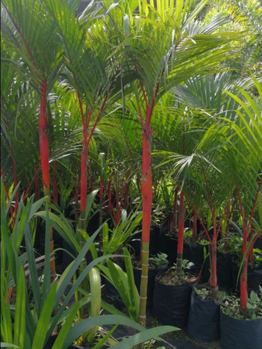 Cyrtostachys Renda (palma Areca Roja)