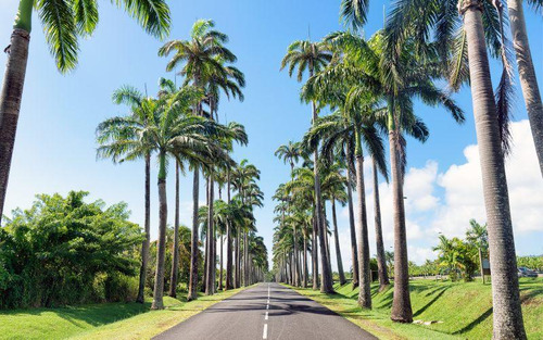 Palma Real, Roystonea Regia