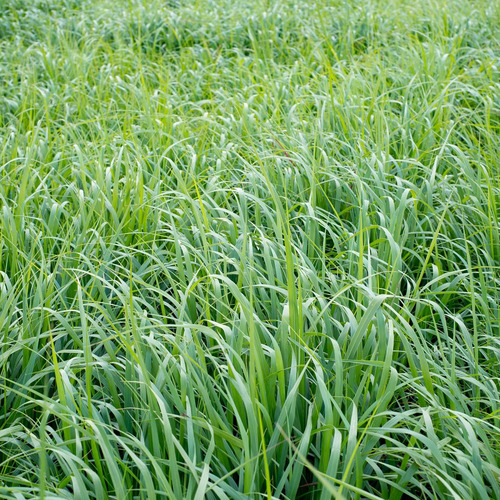 Semilla De Césped Resistente A Sequía E Inundación De 0.45 K