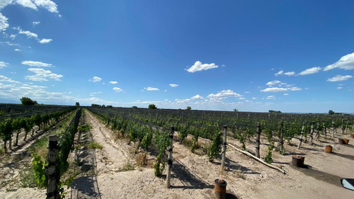 Viñedo | 8 Has Malbec | El Cepillo, San Carlos | Mendoza