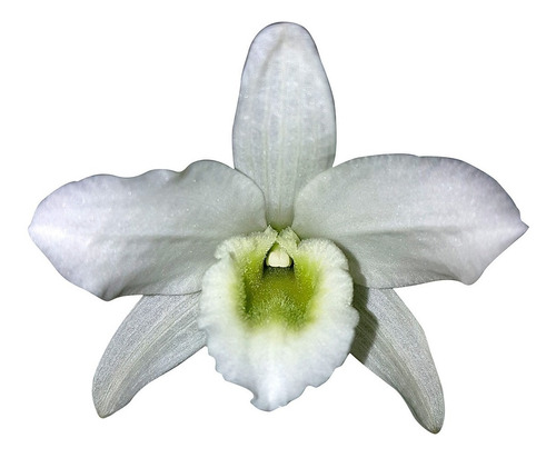 Orquídea Dend Spring Dream Apollon Planta Adulta Flor Branca