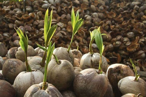 Semillas De Coco Enano Híbrido