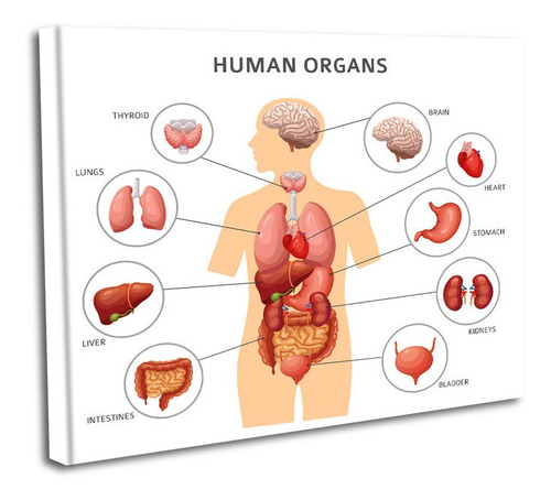 Cuadro Lienzo Canvas 60x80cm Organos Humanos Informativo