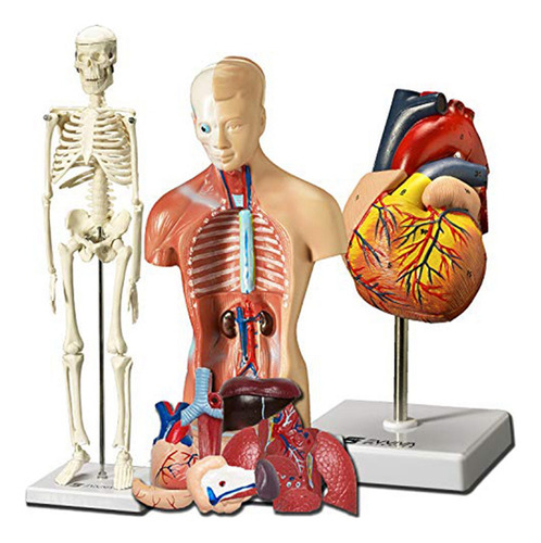 Modelo De Corazón, Torso Y Esqueleto Humanos - Manos - Model