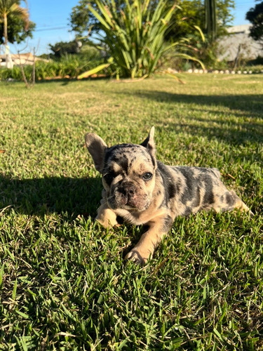 Maravilhosos Filhotes De Bulldog Francês Exóticos!