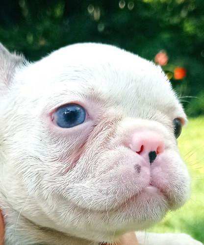 Cachorros Bulldog Francés Perros Medellín Bogotá Cali 