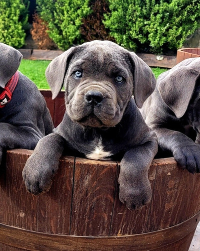 Cachorros Cane Corsos De Lomas 