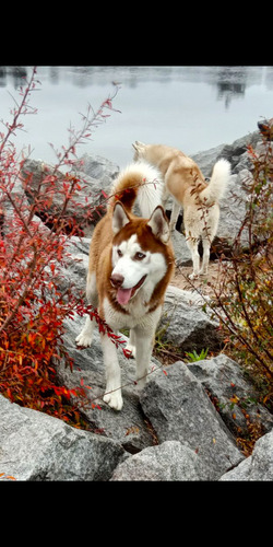 Monta De Husky Siberiano