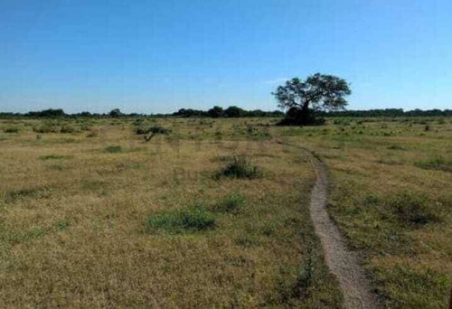 Imagen 3 de 3 de Venta 500 Ha Campo Ganadero En Alejandra