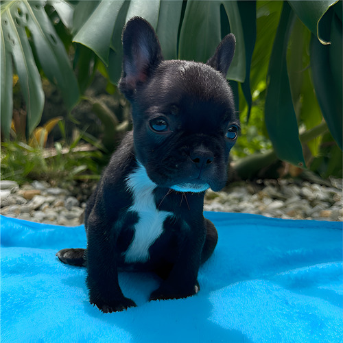 Cachorros Bulldog Frances Macho Sede Cali Medellín Barcino