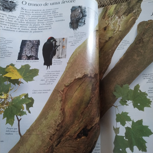 Livro Aventura Visual , Árvores , David Burnie - 13 D