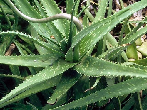 Imagen 4 de 5 de Sabila Aloe Vera Acíbar Planta Medicinal Chica Especial