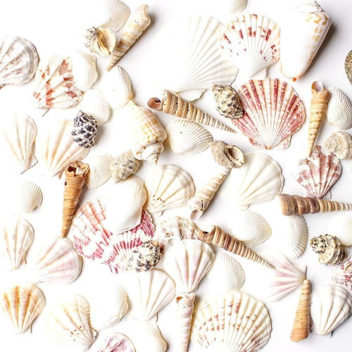 Mixto Ocean Beach Fairy Garden Surtido De Conchas Marin...