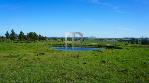 Imagen 6 de 6 de Campo En Venta Laguna Del Sauce 5 Hectáreas