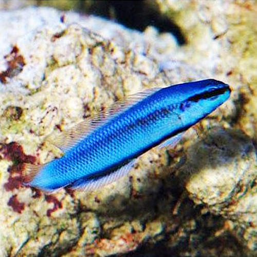 Indigo Blue Dottyback - 3,5cm (pseudochromis Fridmani)
