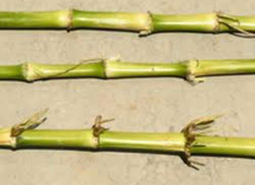 Pasto Maralfalfa (Usado)