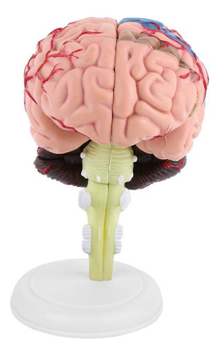 Modelo De Cerebro Humano Desmontable Con Base