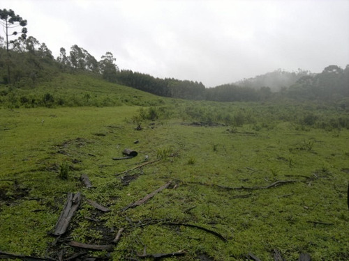 Imagem 14 de 15 de Magnifica Fazendinha 33 Alqueires - St-631