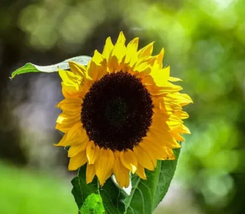 150 Semillas De Girasol Smile+ Instructivo