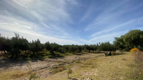 Venta | Finca | Anchoris | Tupungato | Mendoza
