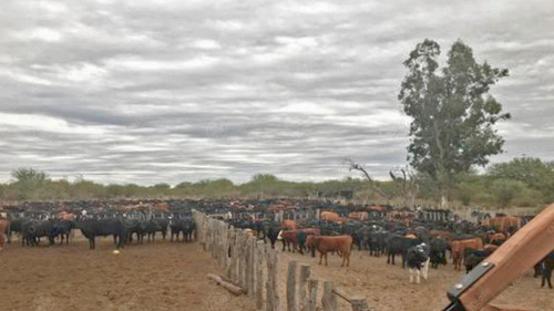 Campo En Venta De 27950 Has En Gral Alvear Mendoza. Armada Para Cria/recria