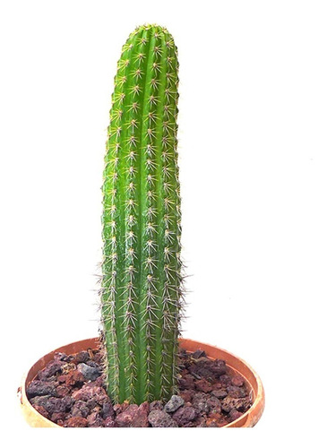 Muda De Cacto Tocha Dourada - Trichocereus Spachianus 20cm