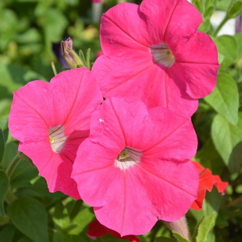 Flor Petúnia Multicoloridas - Frete Grátis
