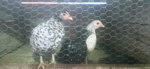 Galinha Sebrith Pura 1 Outras 2 Mistura Com Garnier.