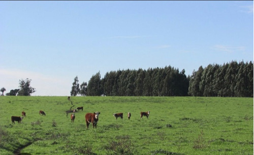 Venta Campo Mixto Tres Algarrobos Carlos Tejedor