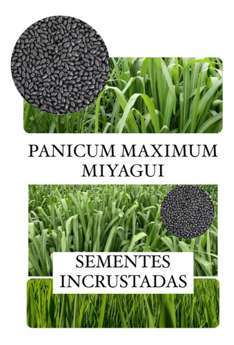 Sementes Miyagui Incrustadas 1kg(super Mombaça) Leite/corte