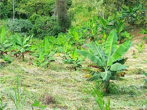 Se Vende Lote A Borde De Via Principal Barragan Genova