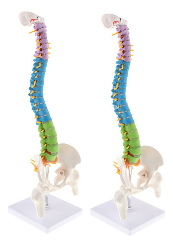 U Columna Vertebral Humana De 2pcs 45cm Con Pelvis Estudio