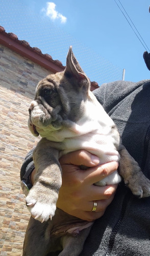 Cachorros Bulldog Frances