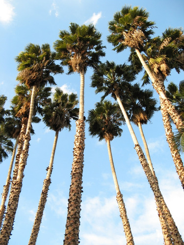 Semillas De Palmera Washingtonia Filifera