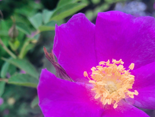 15 Sementes De Rosa Selvagem Arkansana Flor Muito Perfumada