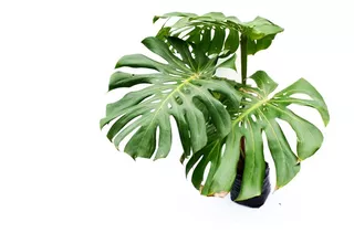 Monstera Deliciosa Planta De Interior Costilla De Adan