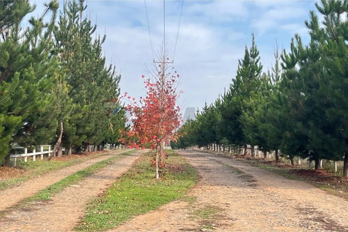 Se Vende Sitio 5000 M2 Loteo Haras De Huiquilemu