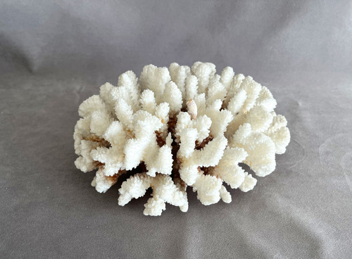 Bellísimo Coral Blanco De Gran Tamaño