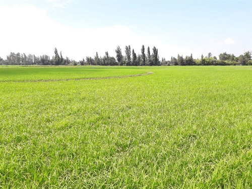 Campo En Venta En Limite De Las Comunas Linares - Longaví