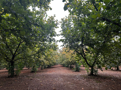 Excelente Campo De 160 Has / Cuarta Faja Gorbea