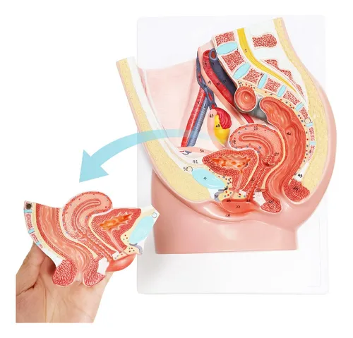 Modelo Anatomia Pelvis Femenina Humana Organo Reproductor