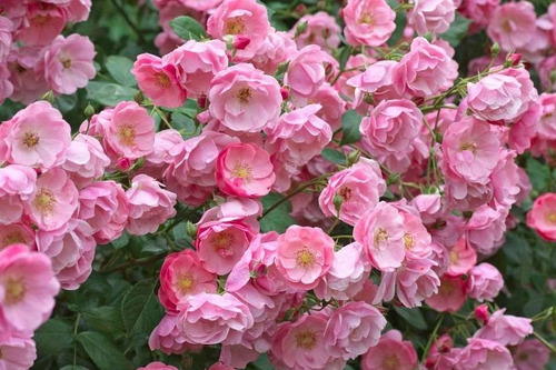 Imagen 2 de 2 de Rosa Enredadera Europea ( Planta ) Color Rosa 1.20m /
