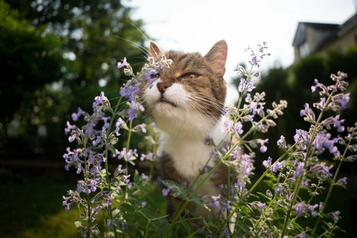 500 Semillas Planta De Nepeta Cataria + Regalo